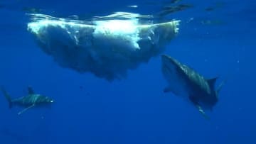 サメ１２匹が仲良く「お食事」、珍しい映像　異なる２種が一緒に