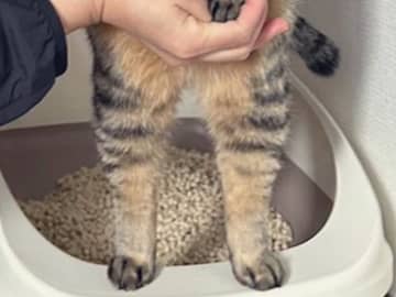 用を足す姿が、あまりにも貴族すぎると話題　猫を撮った２枚に「おもしろすぎる」