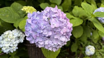 梅雨を象徴するアジサイ　本当の花はどこ　次の週末～来週には梅雨入りラッシュか