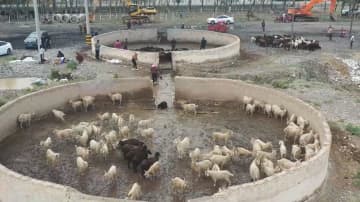 羊60万頭が「薬浴」、伝染病予防で　中国新疆ウイグル自治区