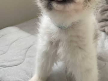 「おやつ、どこに行ったんだ」　見失ったおやつを探す犬に「吹いた」「道のりは長い」