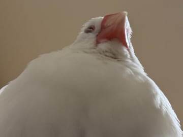 体重が約２５グラムの文鳥　飼い主がスマホを見ていると？「笑った」「修行かな」