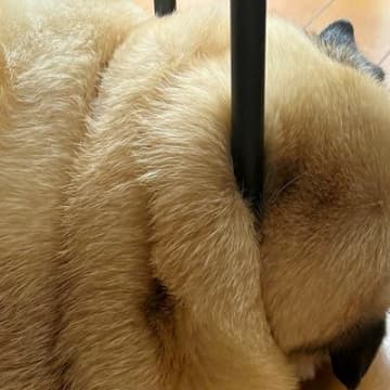 床で寝ている犬を撮影→よく見ると…まるでマジックのように『首が貫通してしまう光景』に「箸に摘まれた餅かと」「バームクーヘンで草」と爆笑