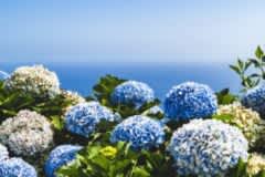 約1万本の紫陽花！！色とりどりの美しい景色を見に行こう！「あじさいフェアー」も開催！もりやま芦刈園にて【6/1〜30】