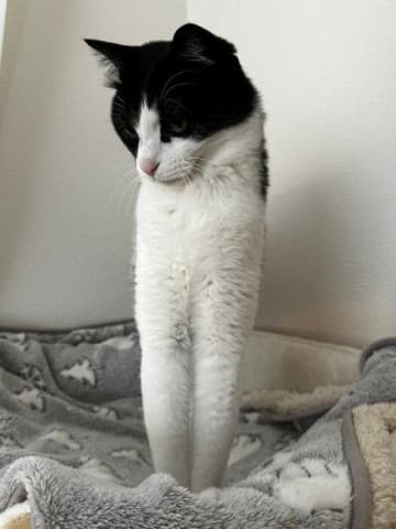 「顔から足が生えてるみたい」不思議なポーズの猫に約2.7万「いいね」が集まり話題に！