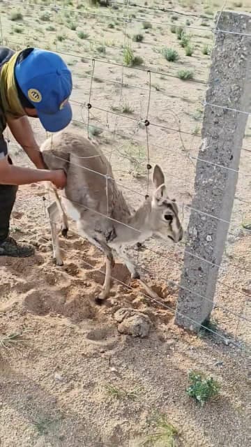 国境警備員夫婦、野生のモウコガゼルを救出　中国内モンゴル自治区