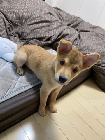 野犬から生まれ保護された子犬をお迎え→約2年後、面倒見のいい“お兄ちゃん”になった姿にウルっとする