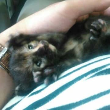 プレハブ倉庫の“壁の隙間”に落ちた子猫を救出し、「我が家で育てる」と決意→8才に成長した現在の姿にほっこり