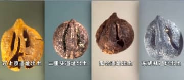 1万年前の中国で在来種のブドウ栽培を確認