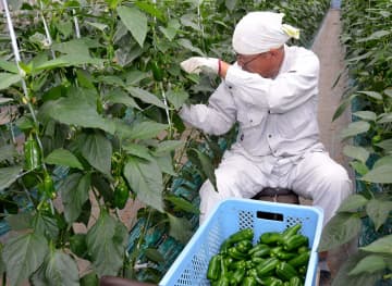神奈川でここだけ…種なしピーマンの出荷が最盛期、農家「肉厚で味もいい」