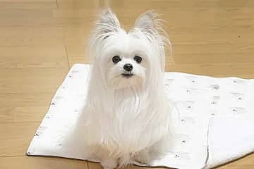 「おじいちゃんがアルツハイマーに」　愛犬と帰省するも…まさかの展開に「不覚にもわろてしまった」の声