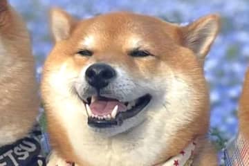 「ネモフィラ風呂」　柴犬が至福の表情　肩まで青い花に浸かる4匹に悶絶する人が続出　「観光ポスターに使ってもらいましょう！」