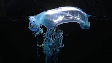 砂浜に打ち上がった「カツオノエボシ」は死んでいても危険！電流が走るような“毒針”の痛みから身を守る方法
