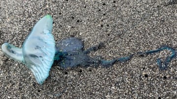 海の危険生物「カツオノエボシ」に絡みつかれたら？“毒針”に刺されず取り除く対処法とNG行動