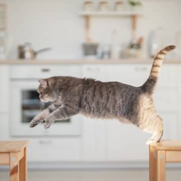 お見事にゃん！7歳の元保護猫が「幅跳び」で2.5m超のギネス最長記録を達成　米国