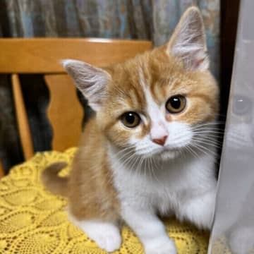 子猫はみんな目が青い!? 子猫の不思議な生態を専門家に聞いた！