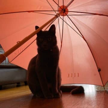 ジメジメで猫も体調不良に！　猫のための湿気対策を獣医師に聞いた
