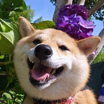 梅雨時期に気を付けたい犬の病気3選 雨の多い季節に犬の健康管理で注意すること