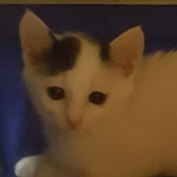 猫初心者が"小さな子猫"を迎えて育てた結果…8年が経った『現在の様子』が感動すると3万いいね「大切にされているのが伝わる」「涙が出る」