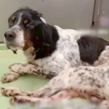 交通事故に遭い『下半身が動かない保護犬』が…３ヶ月後→努力し続けた『涙が止まらない結末』が23万再生「生きる力ってすごい」「幸せに」