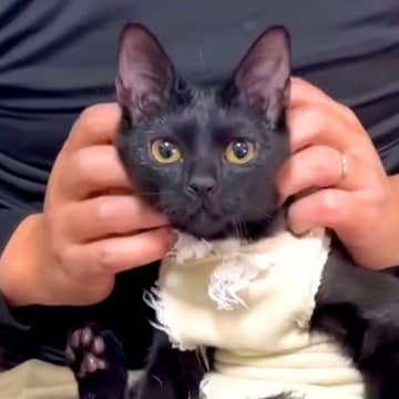 『さわれない』と返されてしまった２匹の猫→服のほつれをハサミで切ろうとしたら…涙あふれる光景に「成長したね」「安心していいんだよ」の声