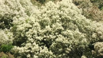 シイの花が満開　中国貴州省