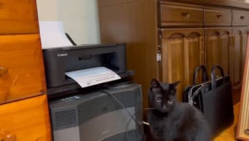 「怖いもの見たさ」コピー機を眺める猫ちゃんに3.4万いいね→驚きの結末に「興味津々」「ペチペチしてるのかわいすぎ」