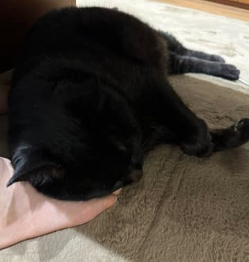 飼い主さんの「足枕」で熟睡する猫→どんな理由があるの？ 獣医師に聞いてみた！