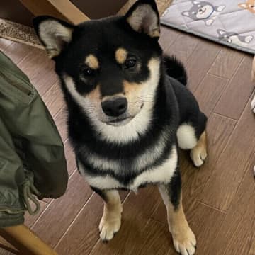 犬にとっていらないしつけとは？　完璧でなくてよいしつけ一覧
