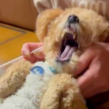 歯磨きが大嫌いな犬→お母さんが膝に乗せたら…ブチギレながら文句を言う『愉快な攻防戦』が29万再生「頑張れー！ｗ」「ぬいぐるみが怒ってる」