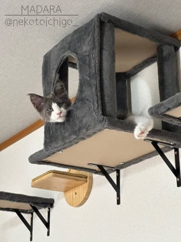 キャットステップの穴から顔を覗かせていた生後3カ月のメインクーン子猫→1才になり体が大きくなっても同じ場所に入っている姿が微笑ましい！
