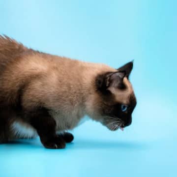 猫が『嘔吐直前』に見せるサイン3選　特徴的な音や行動…知っていると後始末が楽に