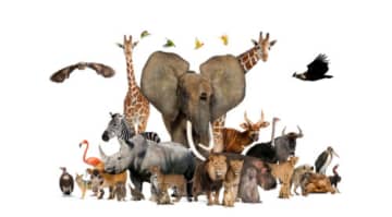 世界の『最弱な生き物』ランキングトップ5　あまりにもデリケートすぎる生態について解説