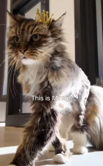飼い主カップルと共に１２０メートルの崖から落下した猫　救助した救助隊員に引き取られる