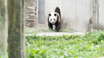 パンダのリーリー、すっかりリラックス　中国四川省