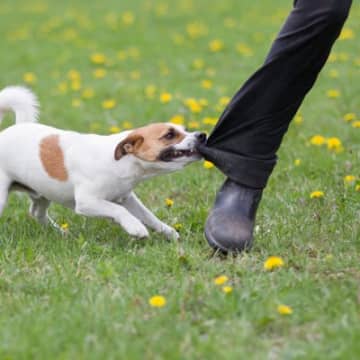 犬の『態度が悪い』ときの理由5つ　考えられる心理から適切な対処法までご紹介