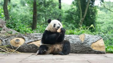 パンダのシャンシャン、蒸しパンの匂いを嗅ぐ　中国四川省