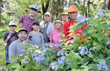 初夏の里山彩るアジサイ千株　鎌倉・六国見山森林公園で見頃　市民が植栽
