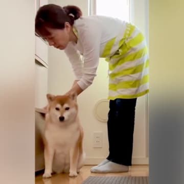 絶対に冷蔵庫の前から動かない犬→必死の交渉を重ねた結果…『まさかの結末』が微笑ましいと15万再生「原状回復してて草」「可愛すぎｗｗ」の声