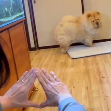 大型犬を呼んだら『別の場所から呼ばれている』と勘違いして…飼い主に気付いた瞬間の『100点満点な反応』が192万再生「色んな意味で天才」