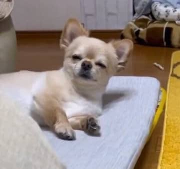 一度起きたと思ったら再びゆっくりと眠りに落ちるチワワ！「わかりすぎる」「幸せそうに寝るなぁ」と約4.3万件の「いいね」が集まり話題に！