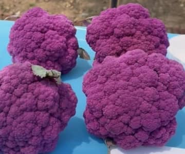 紫色のカリフラワー登場、北京市民の食卓を彩る新メンバーに―中国