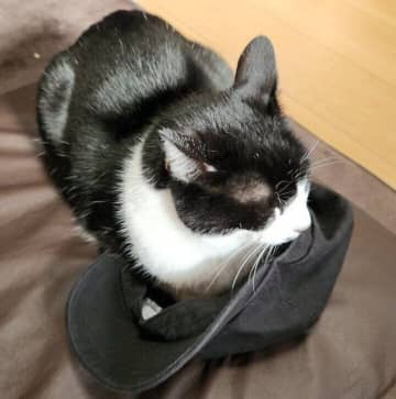勝ち誇ったように座る元保護猫　 飼い主さんが帽子を置いた隙に座りに来る姿に「かわいい」の声