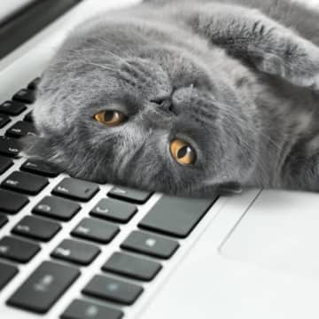愛猫が『スキンシップが足りない…』と感じているサイン5選　猫が大満足するふれあいのアドバイスも