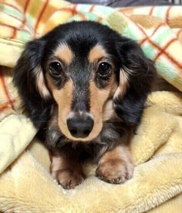 愛犬を亡くしたペットロスから飼い主を救った元保護犬→「出会ってくれてありがとう」感謝の想いが溢れる