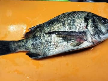 塩麹漬け！黒鯛まるごと焼き魚！皮まで美味しいしっとり食感の焼き魚！さっぱり混ぜご飯にも合う〜！