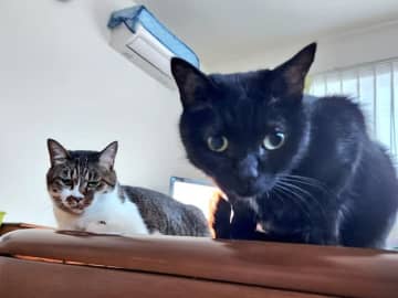 「今日も疲れてるのかな？」後ろ脚が3本の猫！？ 思わず二度見してしまう姿に「アートみたい」「妖怪みたいなネコチャン」