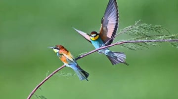 ヨーロッパハチクイ、繁殖期を迎える　中国新疆ウイグル自治区