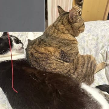 自宅のベランダで生まれた2匹の保護猫 → 9年後、同居猫を“尻に敷く”姿に上下関係を感じてクスッ