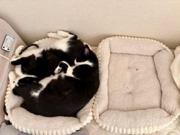 妊娠した保護猫から生まれた2匹の子猫→「2つ用意してるんだけどね」同じベッドで眠る姿に「一緒にお迎えしてよかった」安堵する